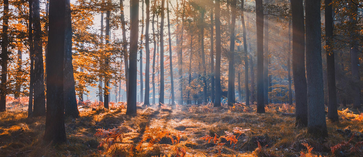 Autumn forest