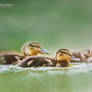 Ducks