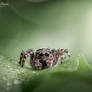 Sweet spider