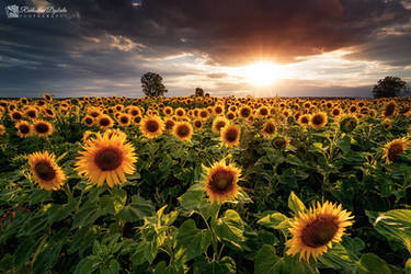 Sunflowers sunset III