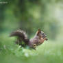 Squirrel