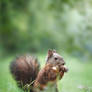 Squirrel II