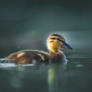 Duck II