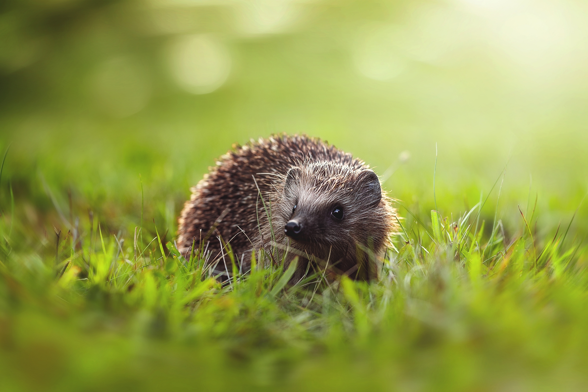 Hedgehog