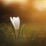 Spring Flower III