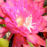 Hot Pink Cactus Orchid