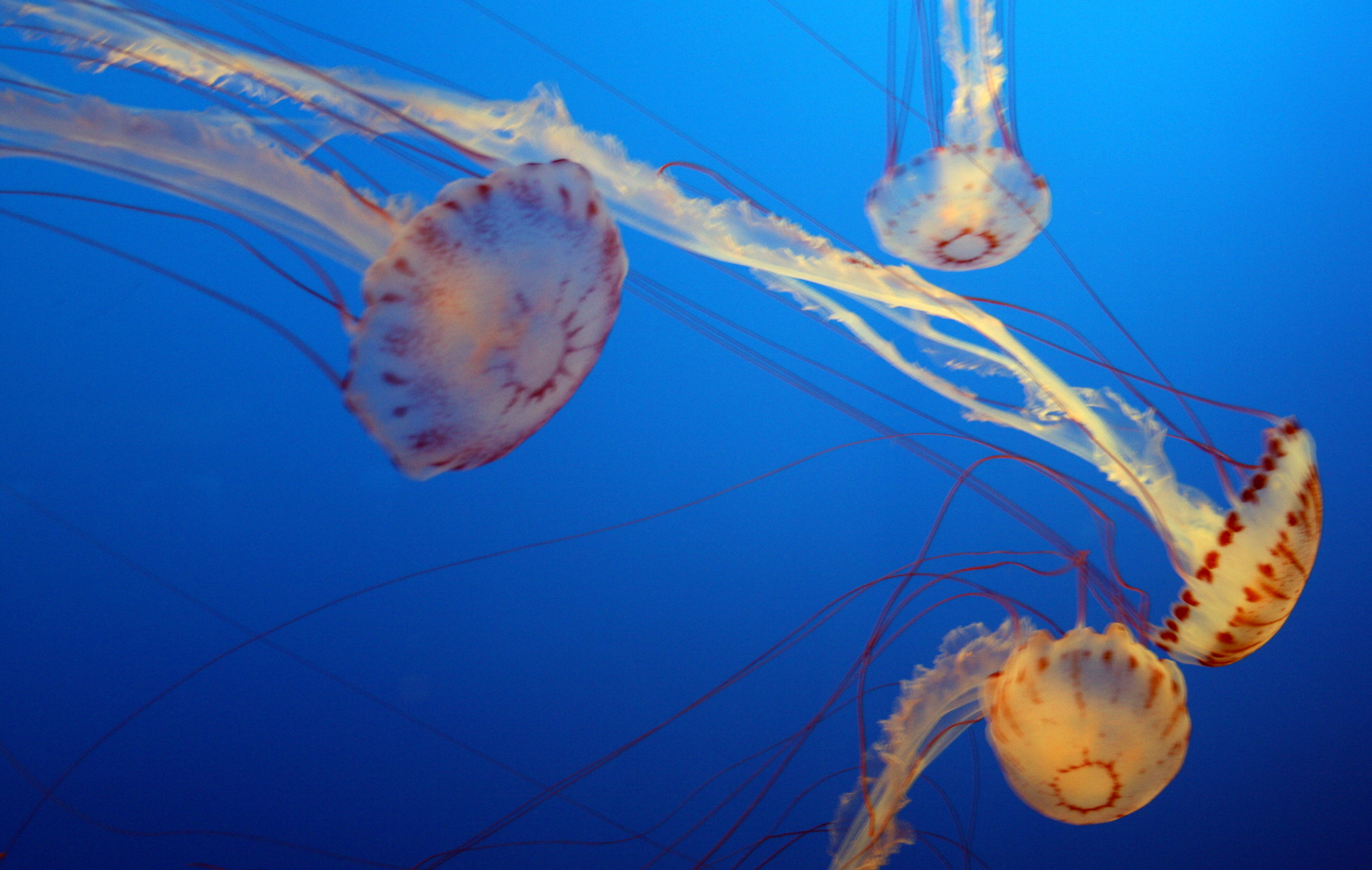 Monterey Jellies I