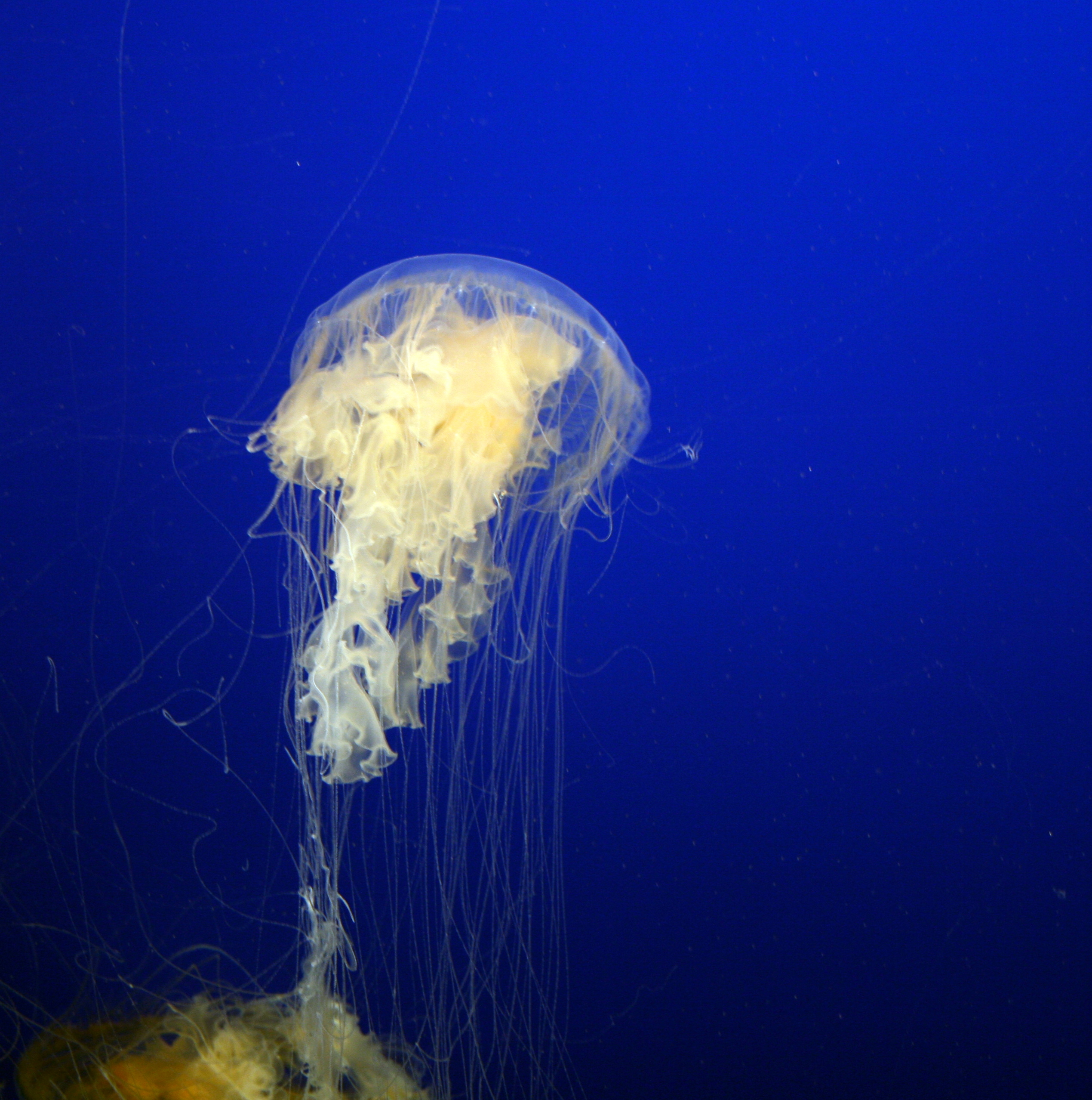 Monterey Jellies II