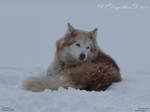 .:Husky in the snow:. by DingRawD