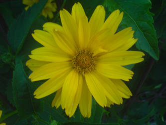 Yellow Flower