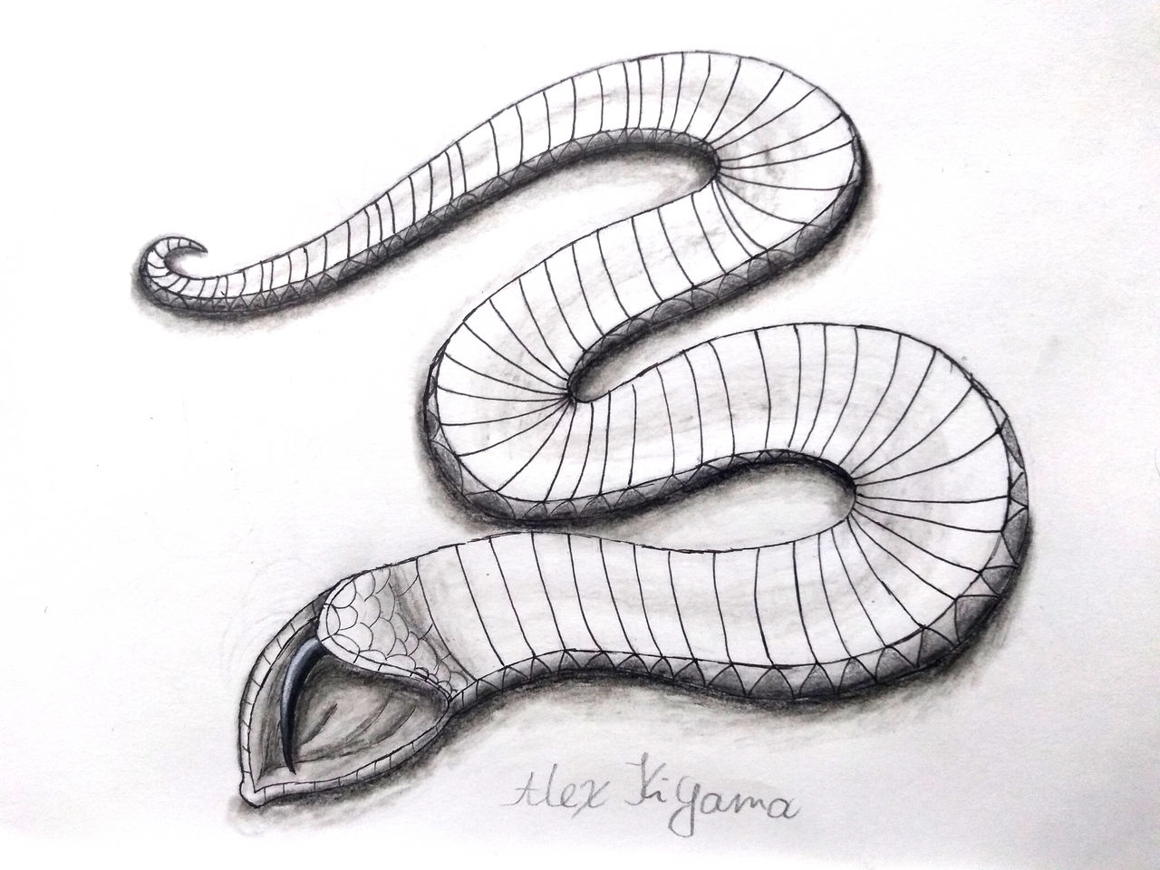 Hognose Snake Playing Dead by AlexKiyama on DeviantArt