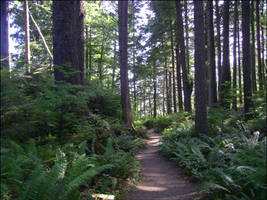 Rainforest Stock 16