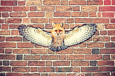 follow me, foxy owl