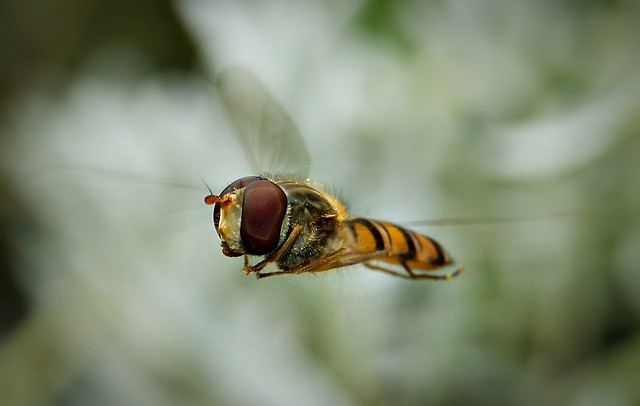 In flight