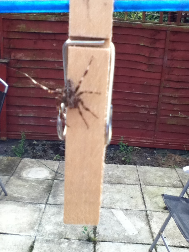 spider on peg