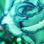 Rose by Sea-of-wonders