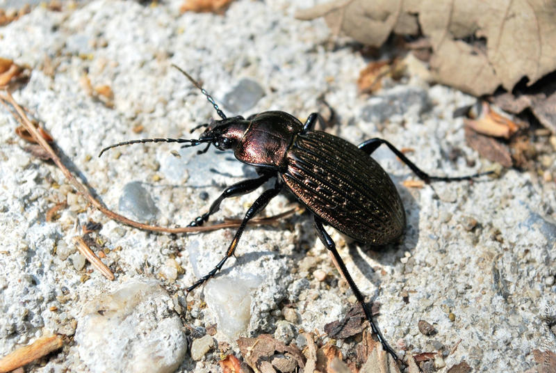 Busuna Bug bug by mosutzu on DeviantArt