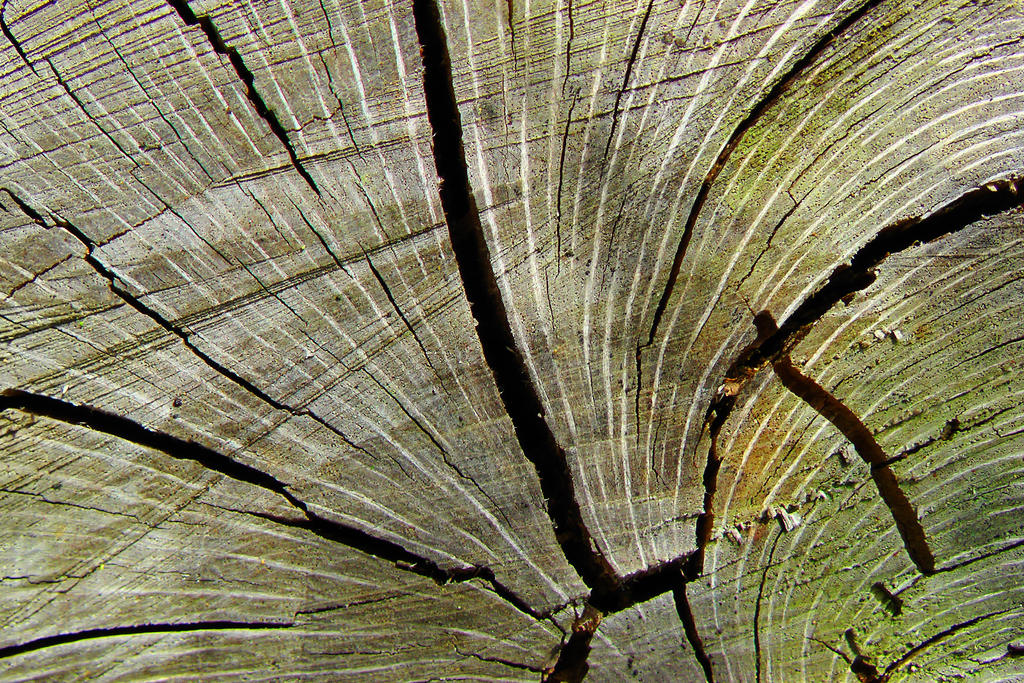 Split Wood Texture