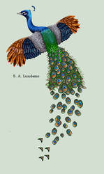 peacock