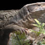 My Savannah Monitor