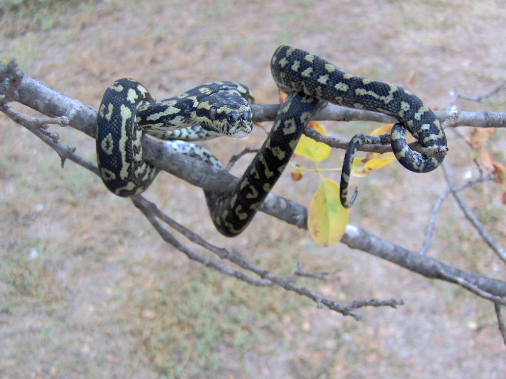 Carpet Python by mangrovesnake on DeviantArt