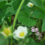 Shy Among the Strawberries