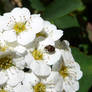 White flowers 2