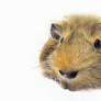 Ginguls the Guinea Pig