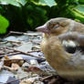 Resting Birdie 2