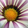 Tiger Stripe Gazania