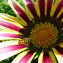 Pink Tiger Stripe Gazania