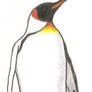 King Penguin