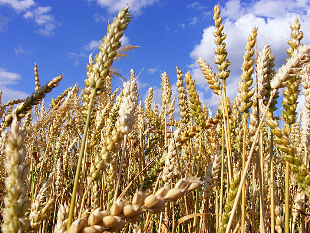 Пшеничные культуры. Сельскохозяйственные растения. Полевые культуры зерновые. Пшеница. Пшеница сельскохозяйственная культура.