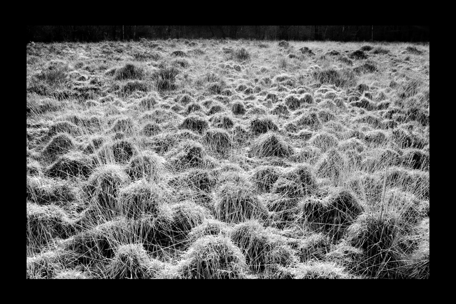 Field of Grass