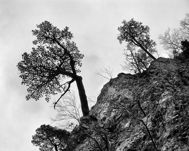 Trees on a Hill