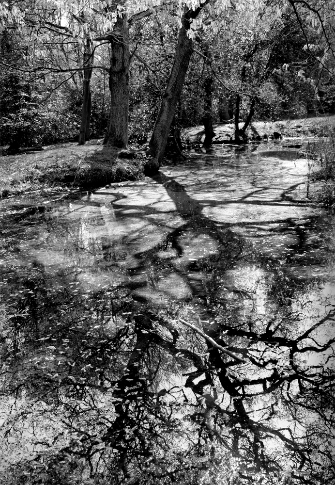 Tree Reflected In Water