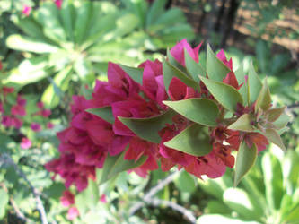 Bougainvillea