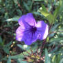 Purple Flower