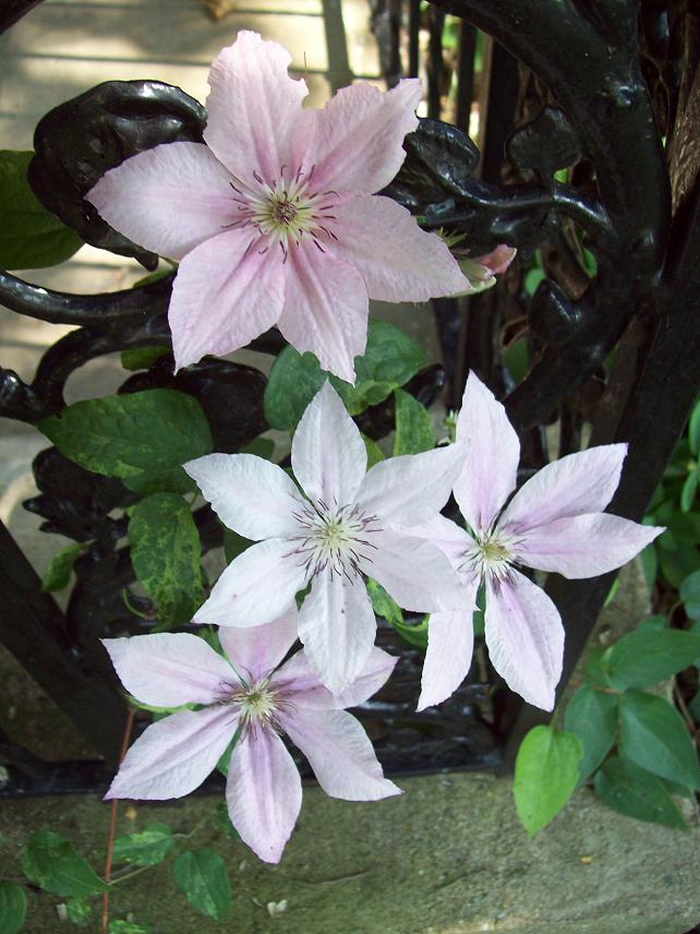 Vine flowers