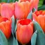 Spring Colors - Orange Tulips