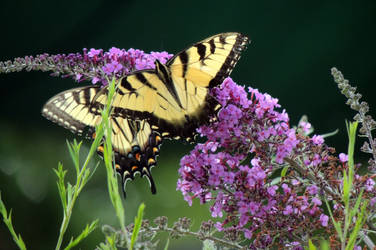 Dueling Butterflies! by dmguthery