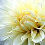 White Dahlia