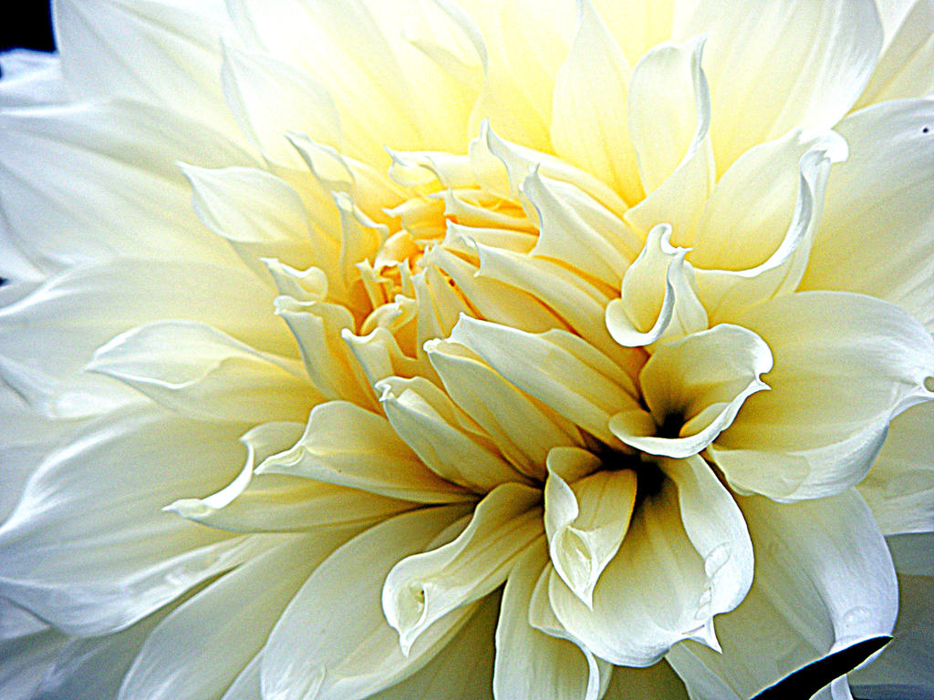 White Dahlia