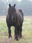 horse 1 by loreeshell