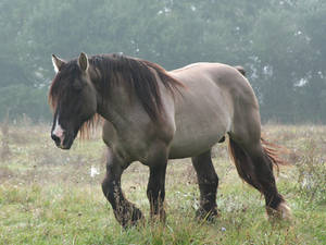 horse 2