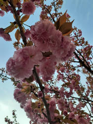 A Tree Blooming Pink Flowers...