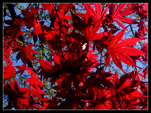 Japanese Maple