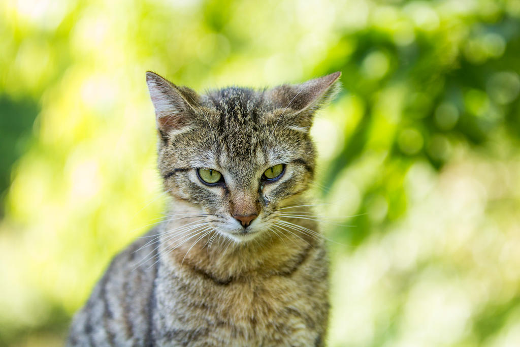 My Favorite Feline Friend, Lucy