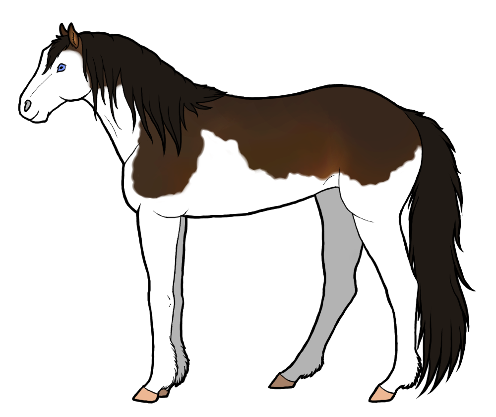 Equine Genetics Guide - White Pattern Genes by Kayosa on DeviantArt