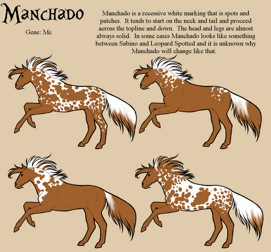 Manchado Horse: Stunning Patterns and Unique Traits Explained